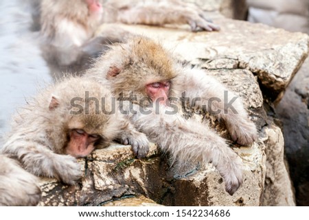 Group of Snow monkeys sleeping in a hot spring. Jigokudani Monkey Park in Japan, Nagano Prefecture. Cute Japanese macaques sitting in onsen