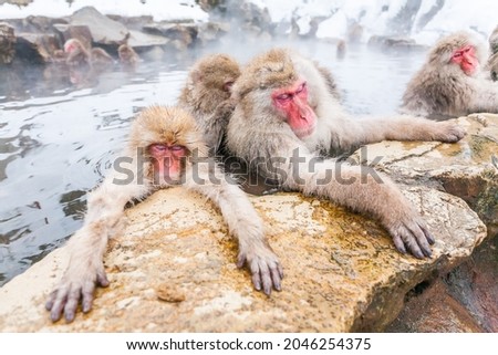 Group of snow monkeys sleeping in a hot spring at Jigokudani Yaen-Koen, Nagano Prefecture, Japan.