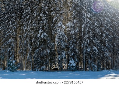 A group of snow-covered trees in Yosemite national park is highlighted by a backlit sun. - Shutterstock ID 2278155457