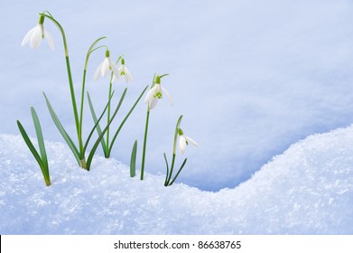 Group Of Snowdrop Flowers  Growing In Snow