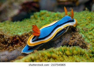 Nudibranchs,njuːdɪbræŋk,are a group of soft-bodied, marine gastropod molluscs