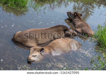 Group of South American tapirs Tapirus terrestris, also known as the Brazilian tapir hiding in the water from the summer heat