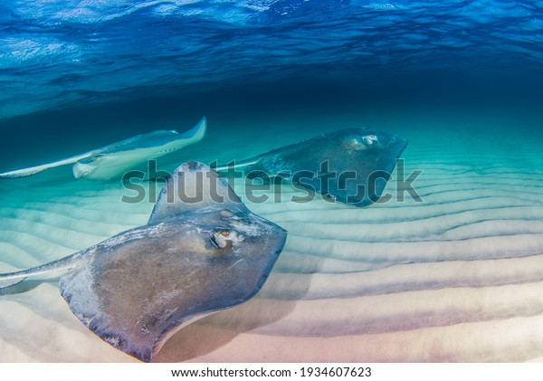 A group of southern\
stingrays beneath the surface of the water. The shot was taken in\
the Cayman Islands
