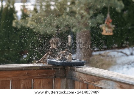 a group of sparrows bathing and splashing with water in a bird bath  on the balcony at a cold winter day
