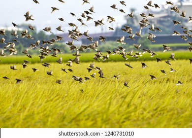A group of sparrows foraging on golden rice fields. At Taichung city, Taiwan.In October 2018.