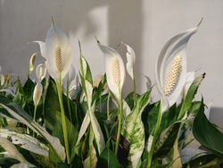Group Of Spathiphyllum Wallisii At The Garden 
