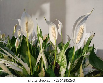 Group of Spathiphyllum wallisii at the garden 