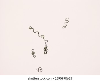 Group of Spirulina sp. under the microscope