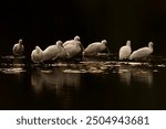  A group of spoonbills standing in water A group of  Eurasian Spoonbill or common spoonbill (Platalea leucorodia) in the lagoon, hunting for fish. Gelderland in the Netherlands.                       