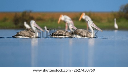 A group of spot-billed pelicans floats calmly on the water in Mannar, Sri Lanka, surrounded by serene blue reflections and a lush green backdrop