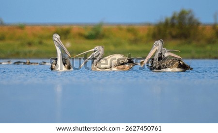 A group of spot-billed pelicans floats calmly on the water in Mannar, Sri Lanka, surrounded by serene blue reflections and a lush green backdrop