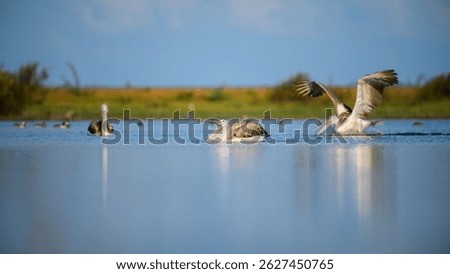 A group of spot-billed pelicans floats calmly on the water in Mannar, Sri Lanka, surrounded by serene blue reflections and a lush green backdrop