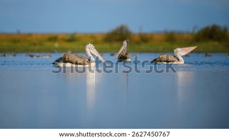 A group of spot-billed pelicans floats calmly on the water in Mannar, Sri Lanka, surrounded by serene blue reflections and a lush green backdrop