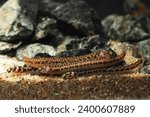 group of Spotted Eel loach (Pangio muraeniformis or shelfordi) 