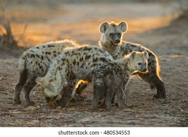 Group Of Spotted Hyena Youngsters
