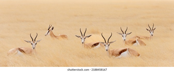 Group of Springbok resting ,lying in the grass