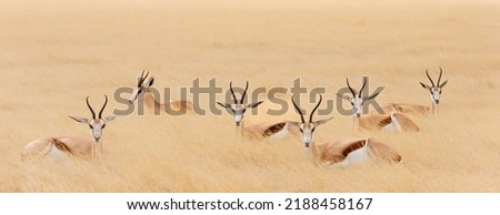 Group of Springbok resting ,lying in the grass