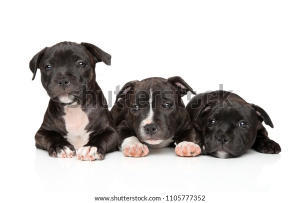 baby bull terrier puppies