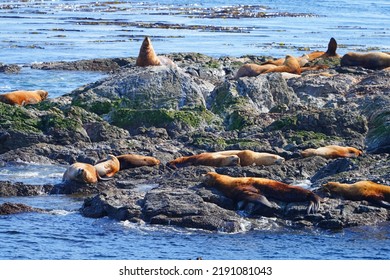 Group Of Steller Sea Lions On A Rock In The San Juan Islands In The Salish Sea Near Friday Harbor In Washington States, United States