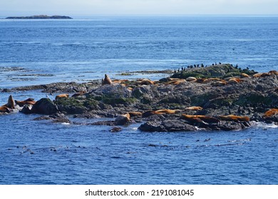 Group Of Steller Sea Lions On A Rock In The San Juan Islands In The Salish Sea Near Friday Harbor In Washington States, United States