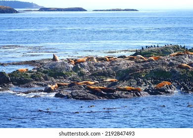 Group Of Steller Sea Lions On A Rock In The San Juan Islands In The Salish Sea Near Friday Harbor In Washington States, United States