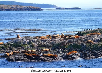 Group Of Steller Sea Lions On A Rock In The San Juan Islands In The Salish Sea Near Friday Harbor In Washington States, United States