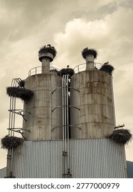 A group of storks have built multiple large nests on top of tall, industrial silos and their connected pipes, under a cloudy, overcast sky.