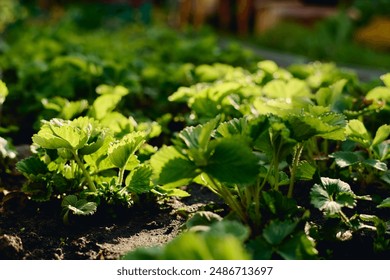 Group of strawberry seedlings with green leaves growing on sunlit flowerbed with fertilized soil after replanting by gardener - Powered by Shutterstock