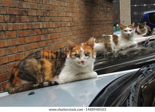 A group of stray cats\
relaxing