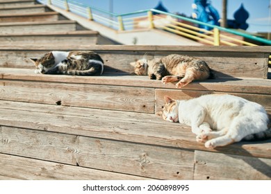 Group Of Stray Cats Sleeping Outdoors On A Sunny Day. Sunbathing Together, Having A Nap Tired And Resting Lying On The Floor