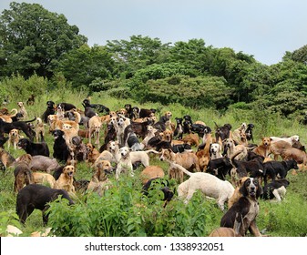 Group Of Stray Dogs Herd In Costa Rica Big Rescue Reserve For  Dogs For Adoption On The Outdoor Forest Mountain  Animal Pet Care 