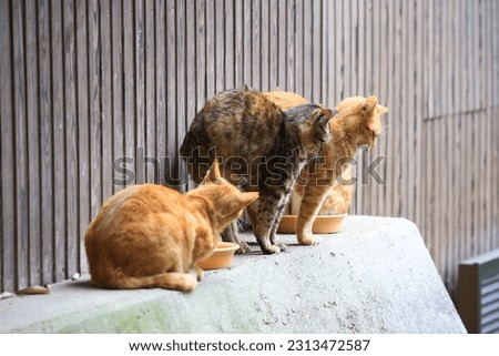 Group of stray-feral cats stretching in  Park, Japan