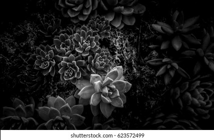 46,734 Black And White Succulents Images, Stock Photos & Vectors ...