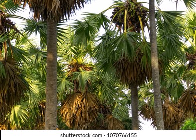 Group Of Sugar Palm By Close Up To The Top, See The Leaves And Fruit, Sunlight Shines Down To The Palm Tree.