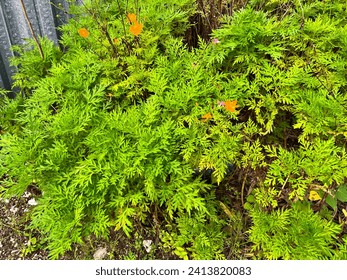 Group of Sulfur Cosmos or Golden Cosmos Plants (Cosmos Sulphureus) with Dense Green Leaves and Orange Blossoms. A Species of the Asteraceae Family in the Asterales Order.