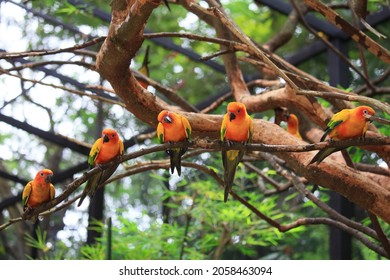 group of sun conure parrot birds sitting on tree branch