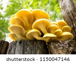 Group of sunlit mushrooms - lemon oyster mushroom growing on an old tree stump in the forest.