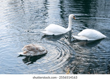 A group of swans dives headfirst into the water. Swans in their natural habitat. - Powered by Shutterstock