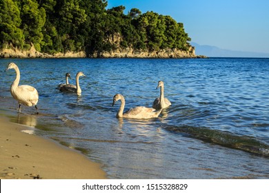 Group Of Swans At Maratha Beach, Skiathos Island, Greece