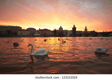 Group of swans on Vltava River in Prague - selective focus