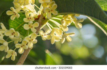 Group Of Sweet Osmanthus Or Sweet Olive Flowers Blossom On Its Tree