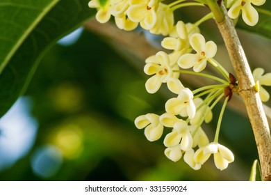 Group Of Sweet Osmanthus Or Sweet Olive Flowers Blossom On Its Tree