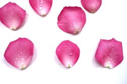A Group Of Sweet Pink Rose Corollas With Droplets On White Isolated Background