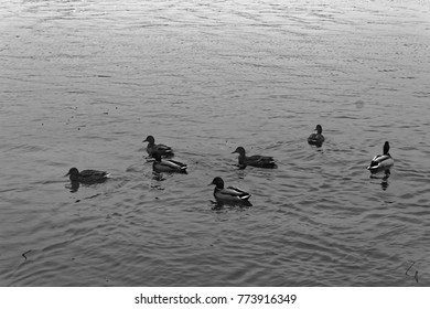 Group Of Swiming Ducks In The River. Cold Later Autumn Or Early Winter