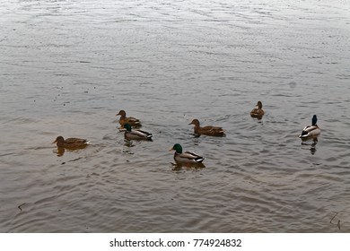 Group Of Swiming Ducks In The River. Cold Later Autumn Or Early Winter