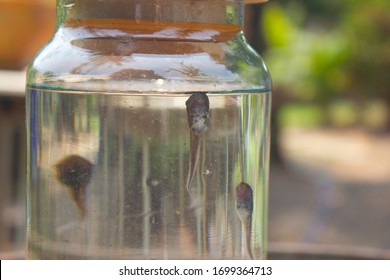 Group Of Tadpoles Inside Glass Bottle, Glass Jar, Transparent Container Surfacing To Take A Breath. Close-up On Baby Frog/tadpole Swimming In Glass Jar.