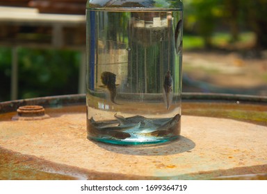 Group Of Tadpoles Inside Glass Bottle, Glass Jar, Transparent Container Surfacing To Take A Breath. Baby Frog/tadpole Swimming In Bottom Of Glass Jar.