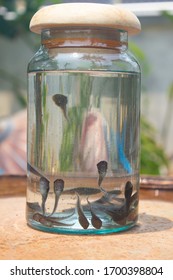 Group Of Tadpoles Inside Glass Bottle, Glass Jar, Transparent Container. Baby Frog/tadpole Swimming In Glass Jar With Wood Cover.