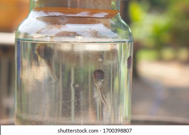 Group Of Tadpoles Inside Glass Bottle, Glass Jar, Transparent Container Surfacing To Take A Breath. Close-up On Baby Frog/tadpole Swimming In Glass Jar.