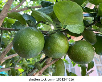 802 Tahiti lemon Images, Stock Photos & Vectors | Shutterstock